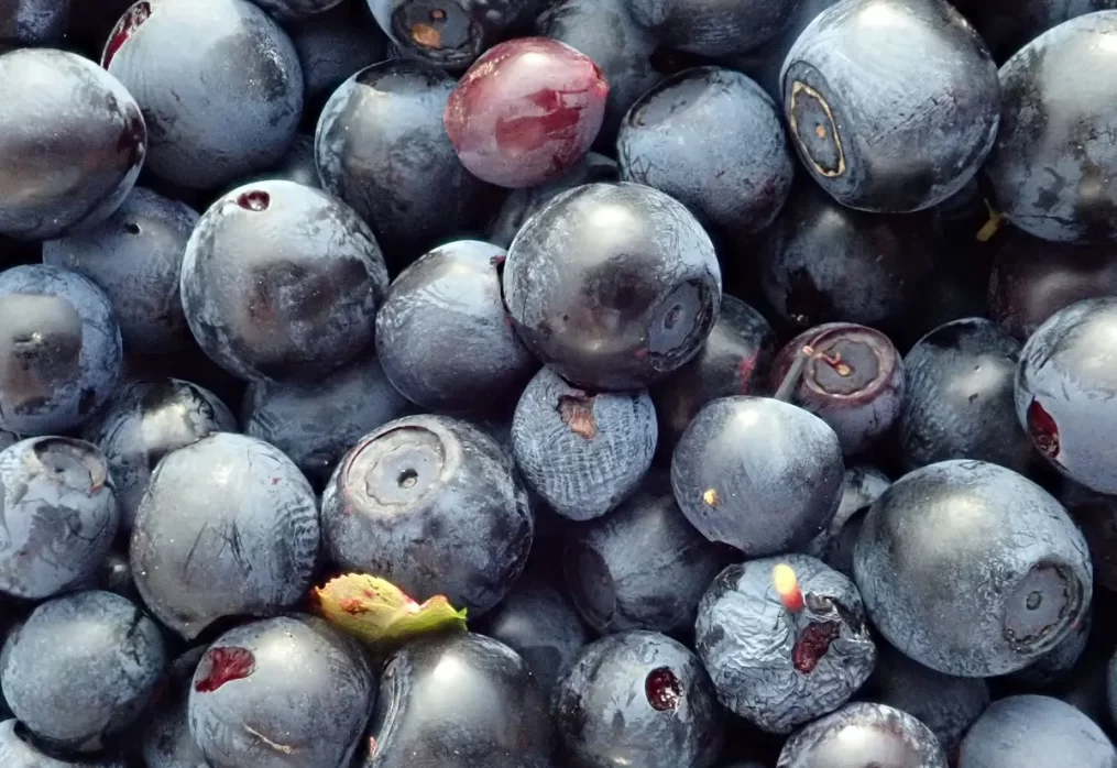 IQF frozen blueberries